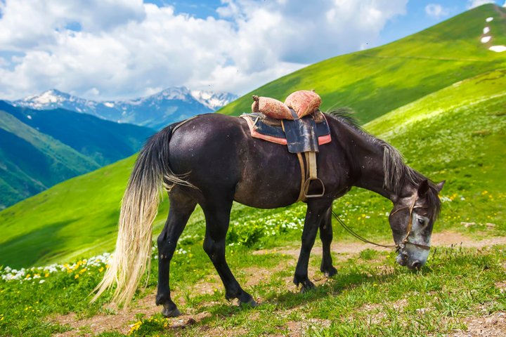 Grasendes Pferd in Swanetien, Georgien