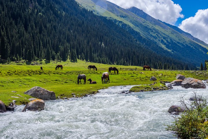 Wilder Bergbach und weidende Pferde im Altyn Arashan-Tal in Kirgistan