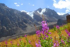 Blumen in der Bergwelt von Almaty