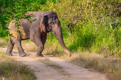 Ein Elefant quert die Strasse im Wasgamuwa Nationalpark in Sri Lanka