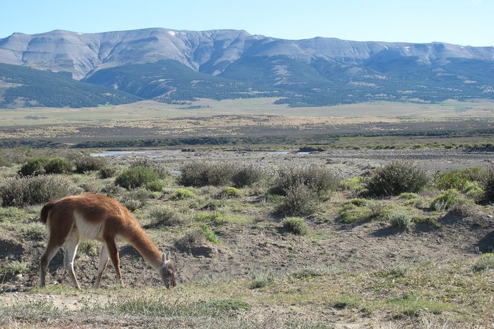 Ein Guanako im Torres del Paine Nationalpark