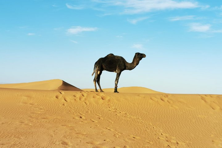 Ein einzelnes Kamel steht im Sand in der Wüste Marokkos