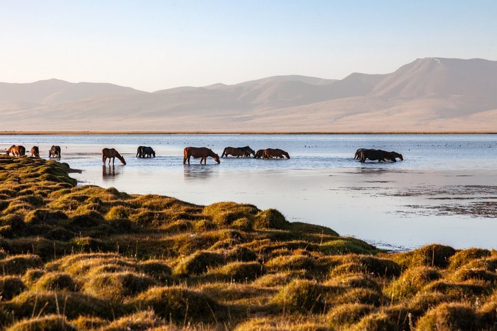 Pferde stehen im Son Köl-See in Kirgistan