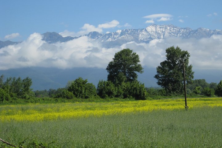 Blühende Frühlingswiese und im Hintergrund die Berge des Kaukasus