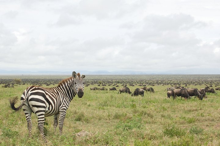 Ein Zebra und im Hintergrund eine grosse Zahl an Gnus