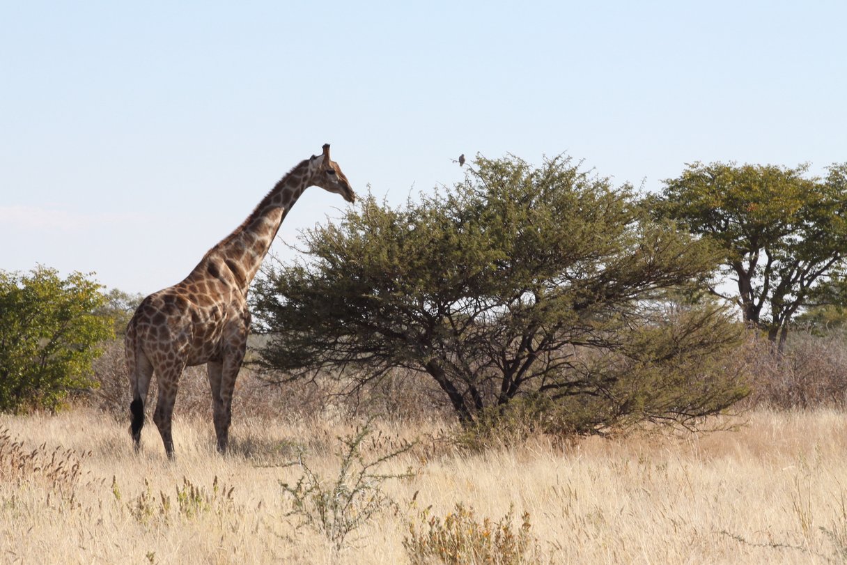 Fressende Giraffe im Etosha Nationalpark in Namibia