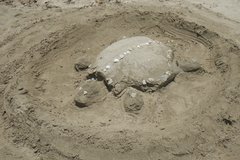 Schildkröte im Sand an einem Strand in Costa Rica