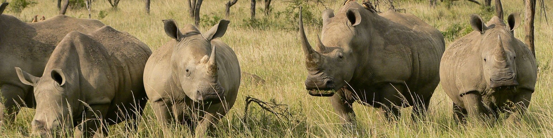 Eine Gruppe Nashörner steht im Gras in Südafrika