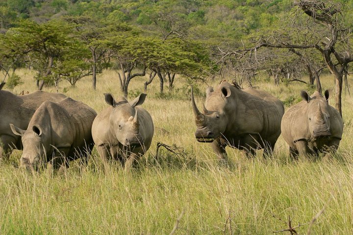 Eine Gruppe Nashörner steht im Gras in Südafrika