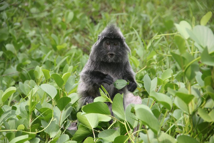 Ein Affe im grünen Blätterwald im Bako Nationalpark