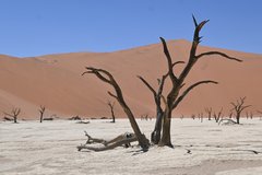 Deadvlei in der Wüste-Namib