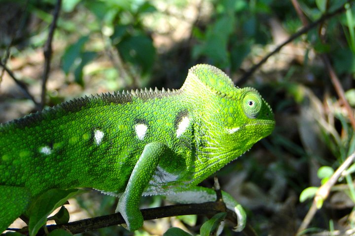Grünes Chamäleon auf Madagaskar