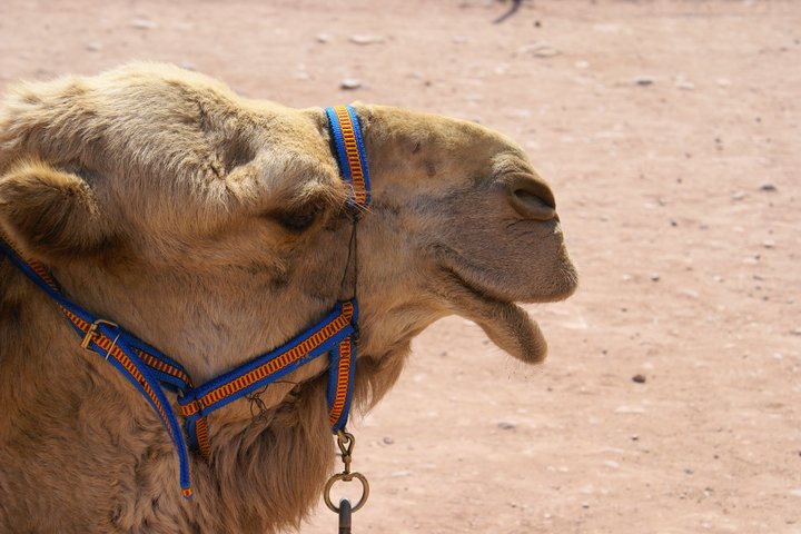Kopf eines Kamels in Jordanien