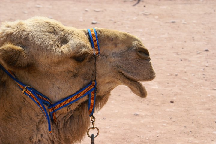Kopf eines Kamels in Jordanien