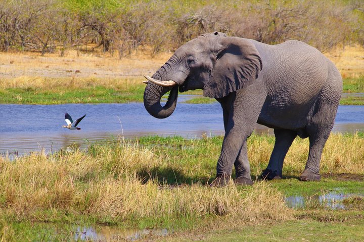 Elefant an Wasserstelle