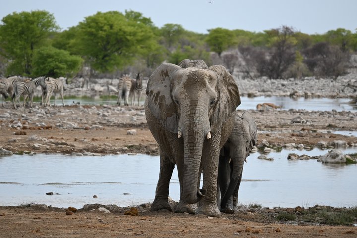 Wüstenelefanten in Namibia