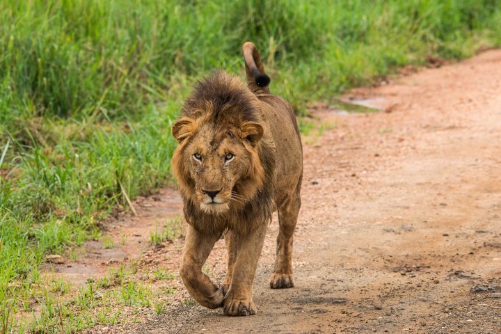 Löwe im Kidepo Nationalpark