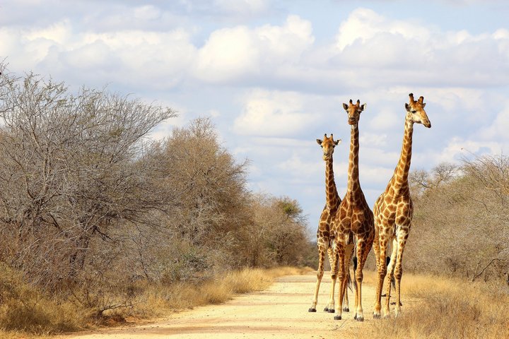 Drei Giraffen im Krüger Nationalpark in Südafrika