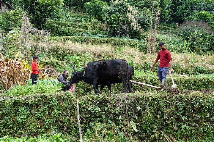 Nepalesen am Pflügen mit einem Ochsen