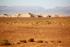 Unterwegs mit Kamelen in der Wüste Marokkos