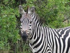 Zebra in Uganda