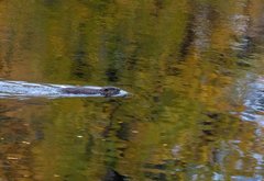Ein Biber schwimmt im Fluss