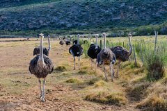 Herde Strausse auf einer Straussenfarm in Oudtshoorn auf dem Feld