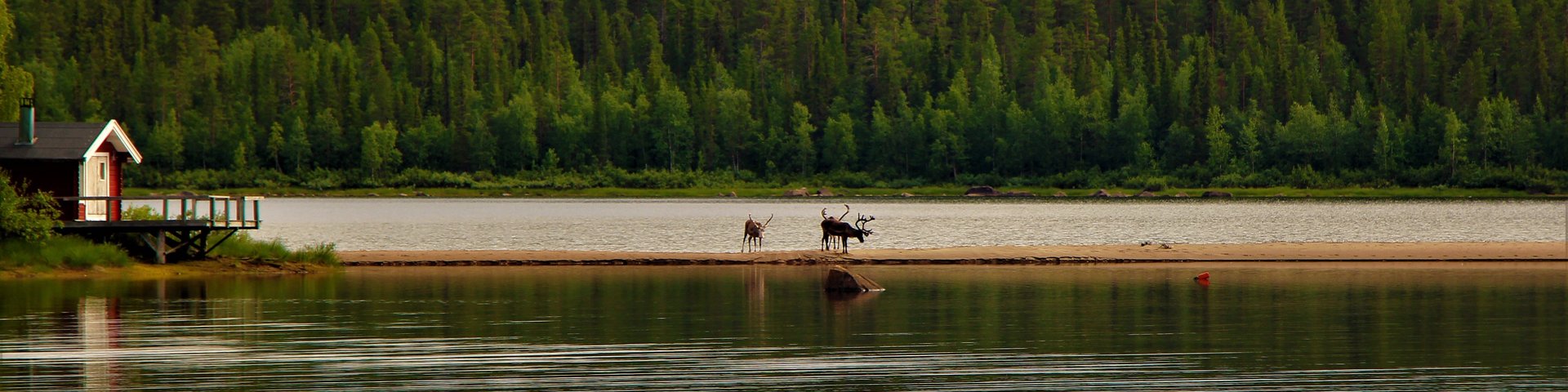 Drei Elche stehen an einem See in Finnland