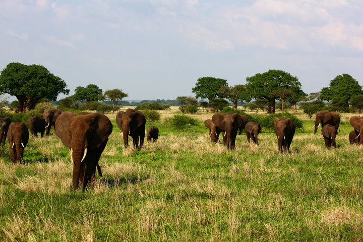 Eine Gruppe von Elefanten im Tarangire Nationalpark