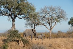 Elefanten im Krüger-Nationalpark