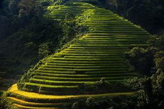 Grün leuchtende Reisfelder in den Bergen von Vietnam