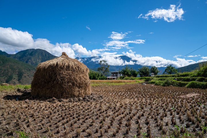 Reisfelder in Punakha im Königreich Bhutan