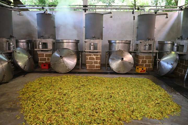 Ylang-Ylang-Destillerie