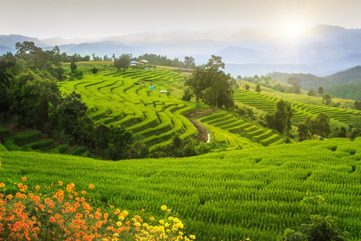 Sonnenstrahlen über den grünen Reisfeldern von Chiang Mai