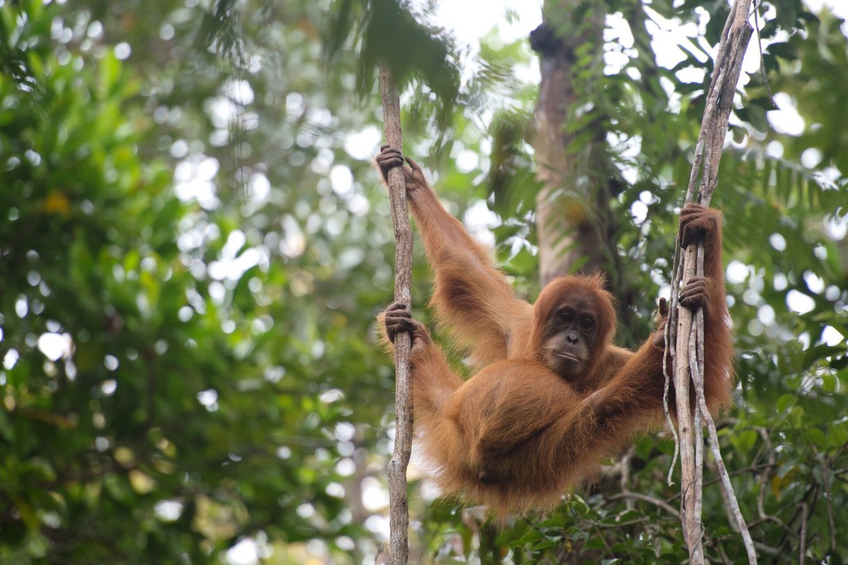 Sumatranischer Orang-Utang