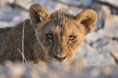 Junger Löwe guckt in die Kamera