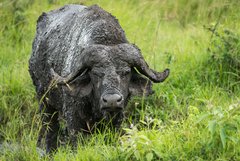 Büffel nach einem Schlammbad in Uganda