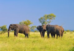 Mehrere Elefanten auf grünem Grasland in Südafrika