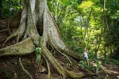 Eine Frau steht vor einem mächtigen Baum im Dschungel