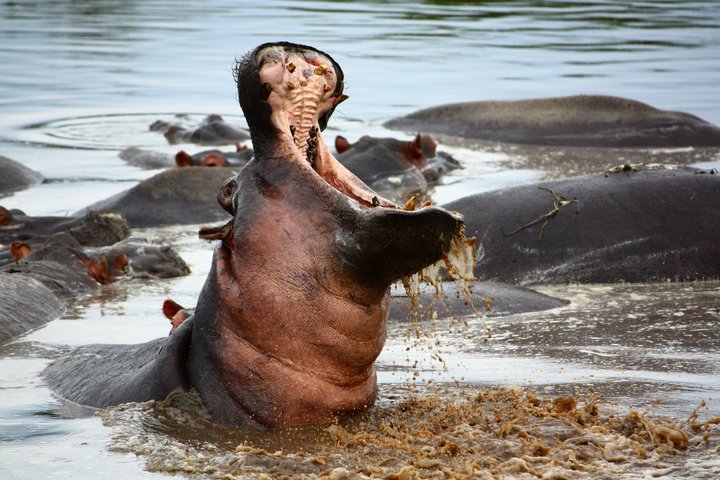 Maulaufressendes Hippo in der Serengeti