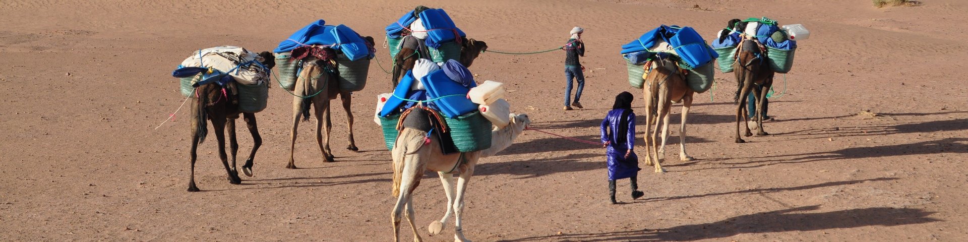 Dromedarführer unterwegs mit den Dromedaren in der Wüste