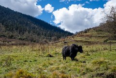 Ein mächtiges Yak auf einer Weide in Bhutan