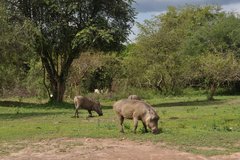 Warzenschweine in Uganda