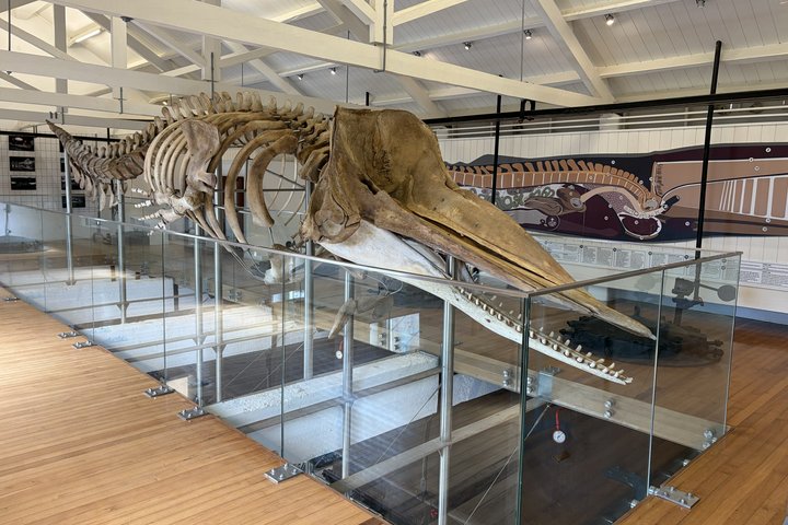Walskelett im Museum Fábrica da Baleia in Horta auf Faial