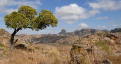 Baum im Isalo Nationalpark auf Madagaskar