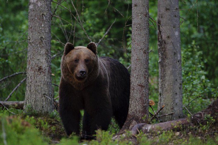 Estland für Natur- und Tierliebhaber*innen