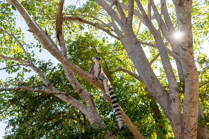 Ein Ringelschwanzlemur im Anja Park
