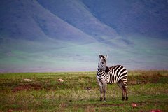 Zebra im weltberühmten Ngorongoro Krater in Tansania