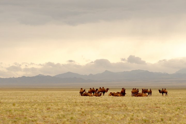 Kamele rasten in der endlos wirkenden Steppe der Mongolei