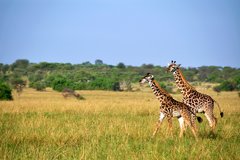 Zwei Giraffen unterwegs in der Steppe von Kenia